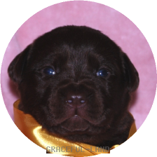 女の子(イエロー母犬エメラルド)